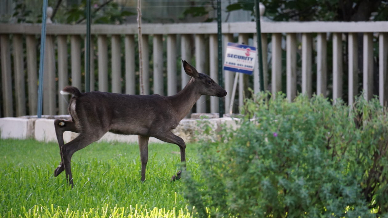 black deer trotting in a yard