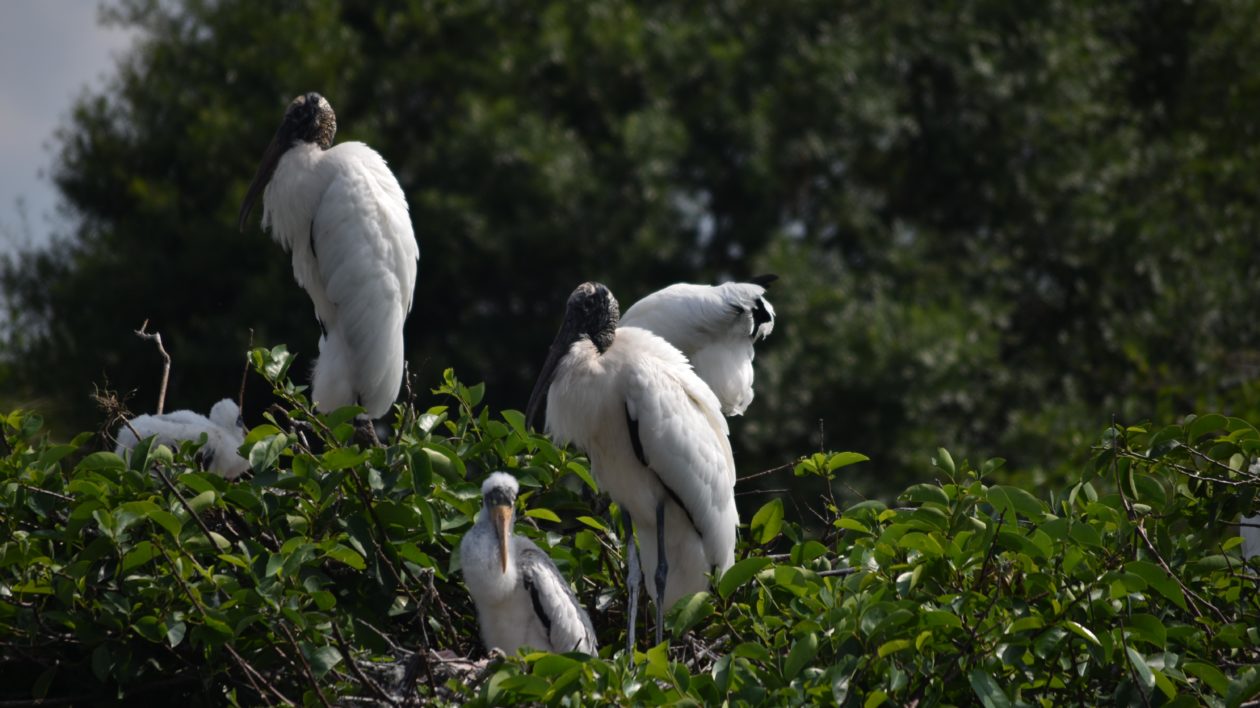 large white birds on a nest in a tree