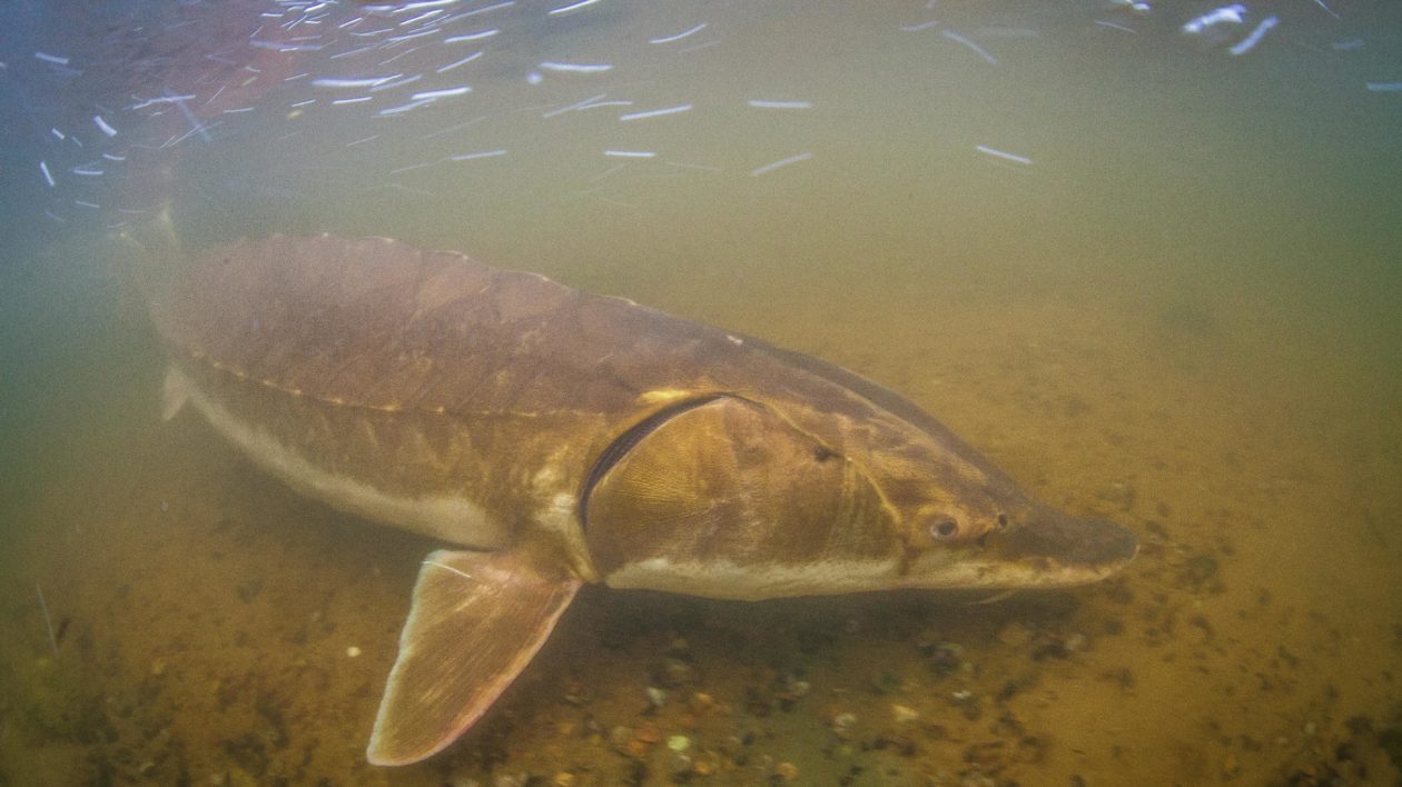 Wp- Freshwater Fish of Florida Field Guide - Florida National