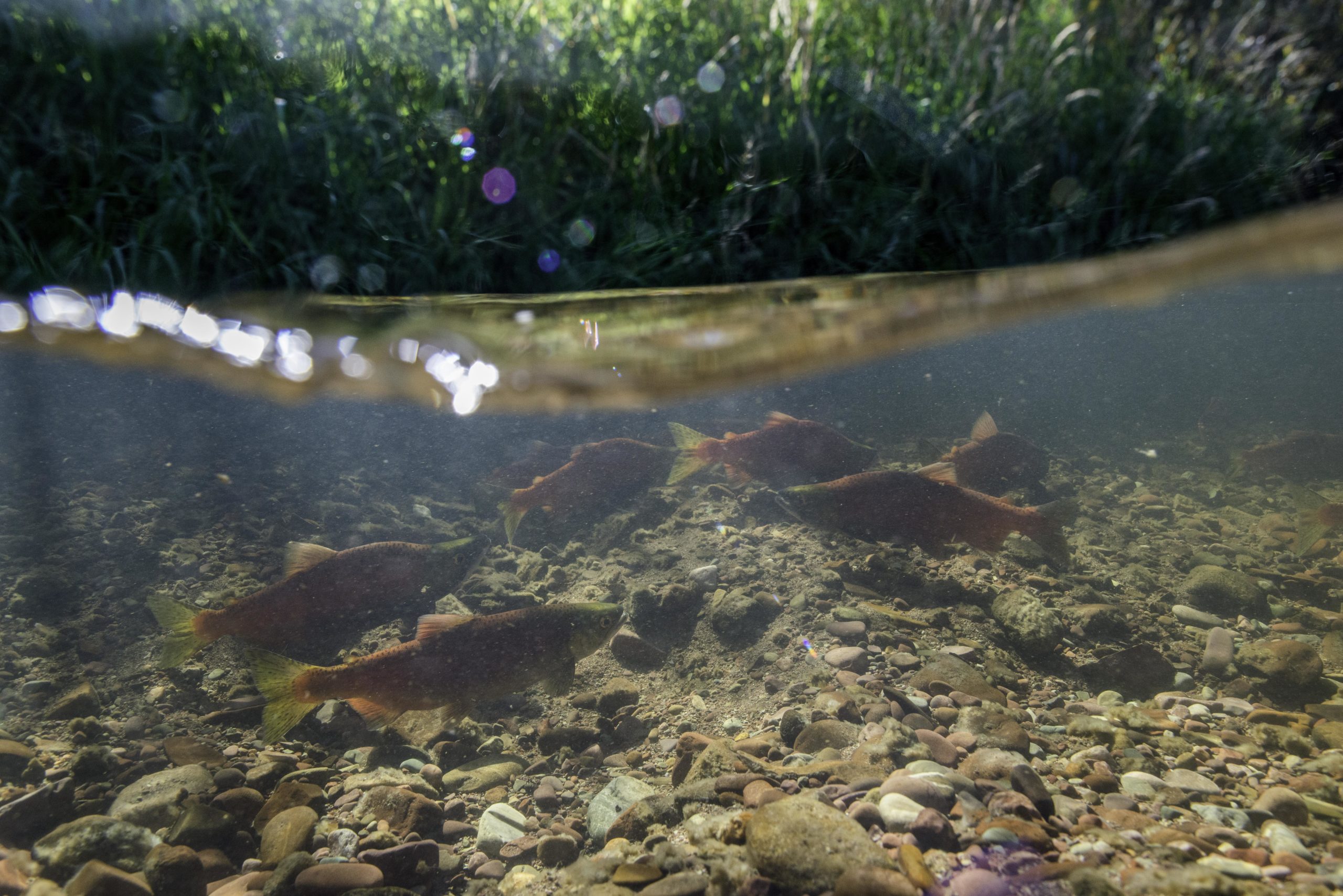 A Field Guide to Freshwater Fish Watching