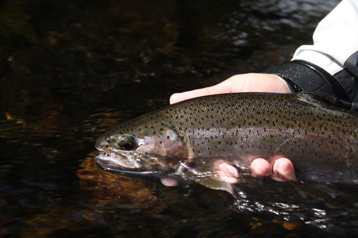 hand holding fish in water