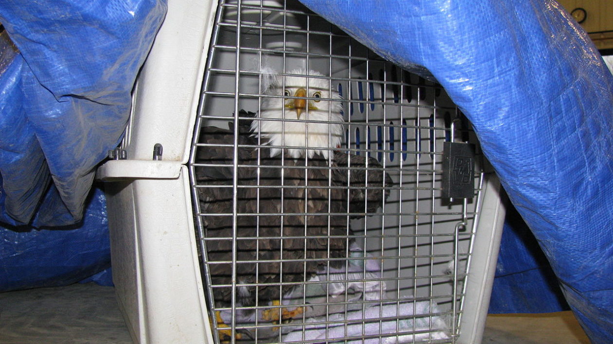 bald eagle in a pet crate