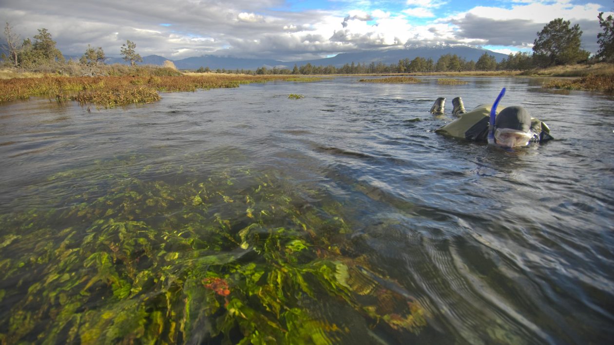 A Field Guide to Freshwater Fish Watching