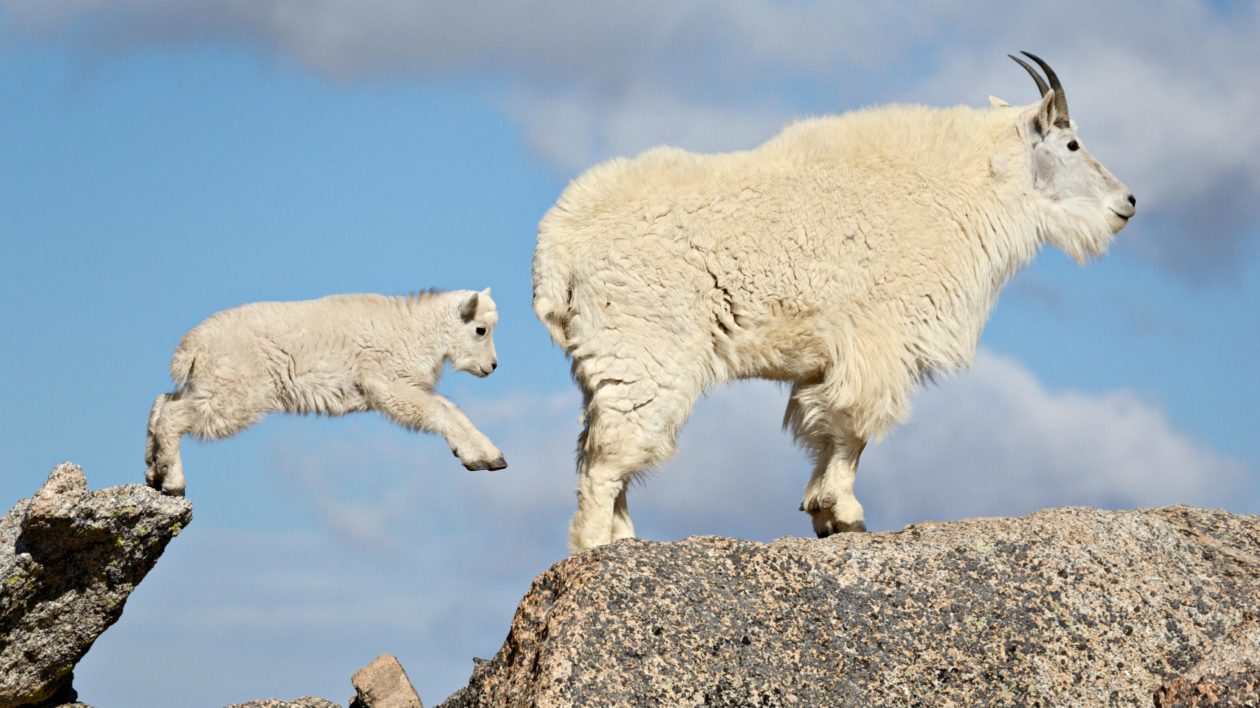 mother and baby white goat