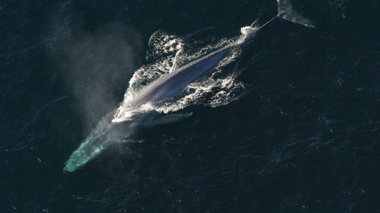 large gray colored whale in dark water