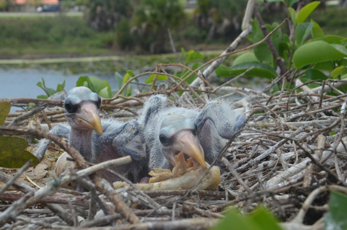 two baby birds eating a chicken wing in a nest