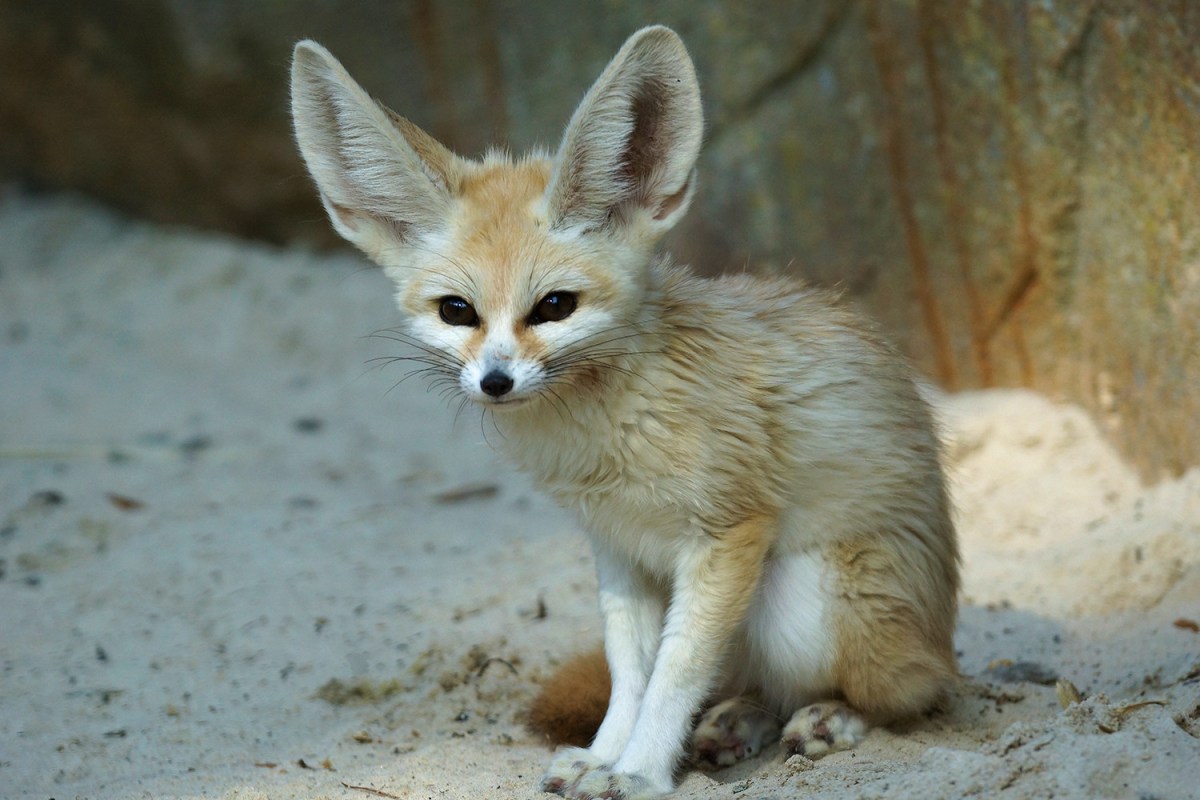 small yellow fox with big ears