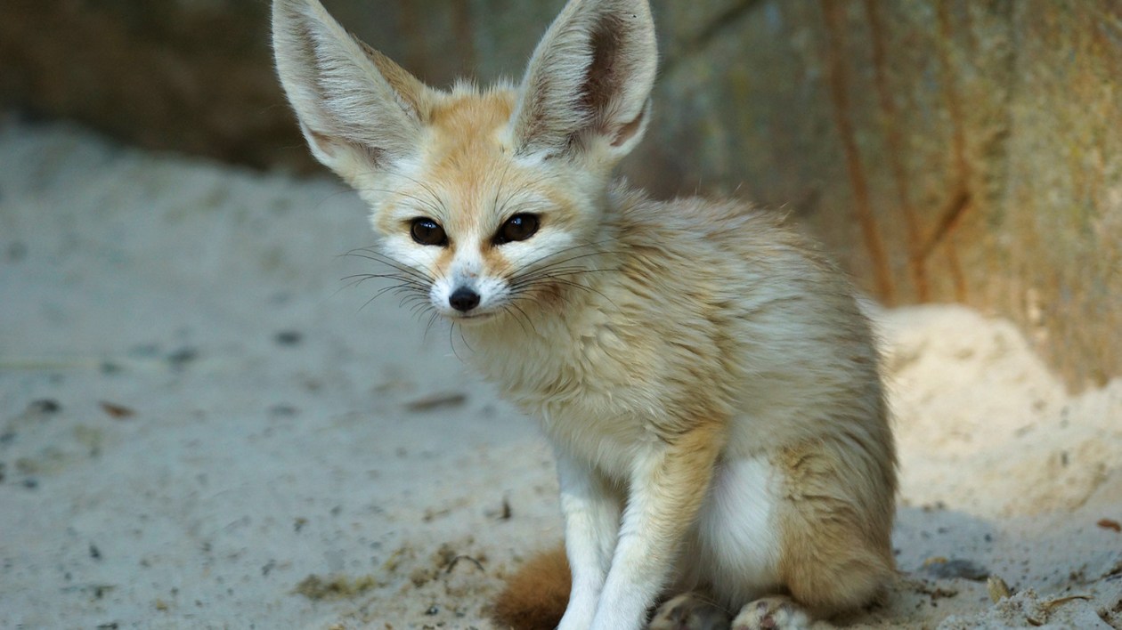 small yellow fox with big ears