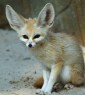 small yellow fox with big ears