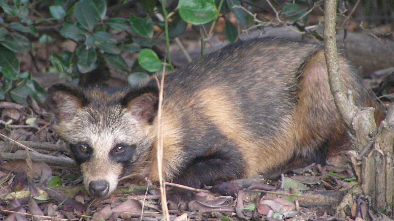 small raccon-like dog on the ground