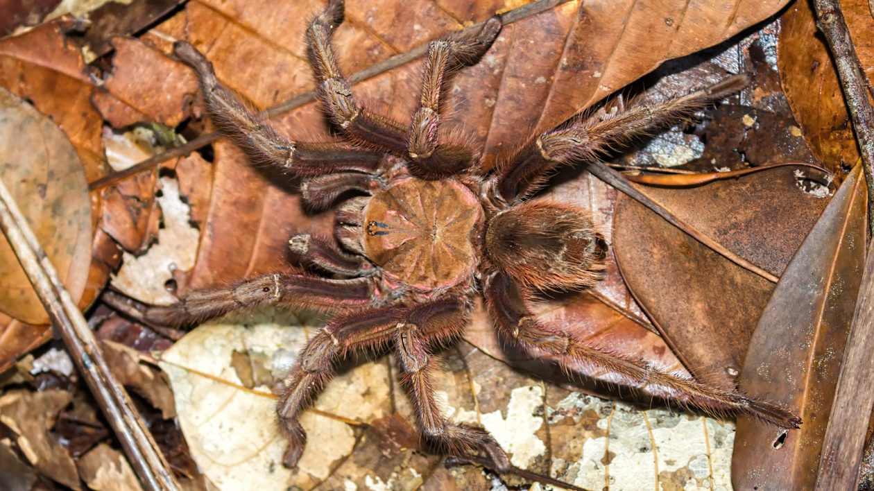 a brown and pink spider walking on leaves