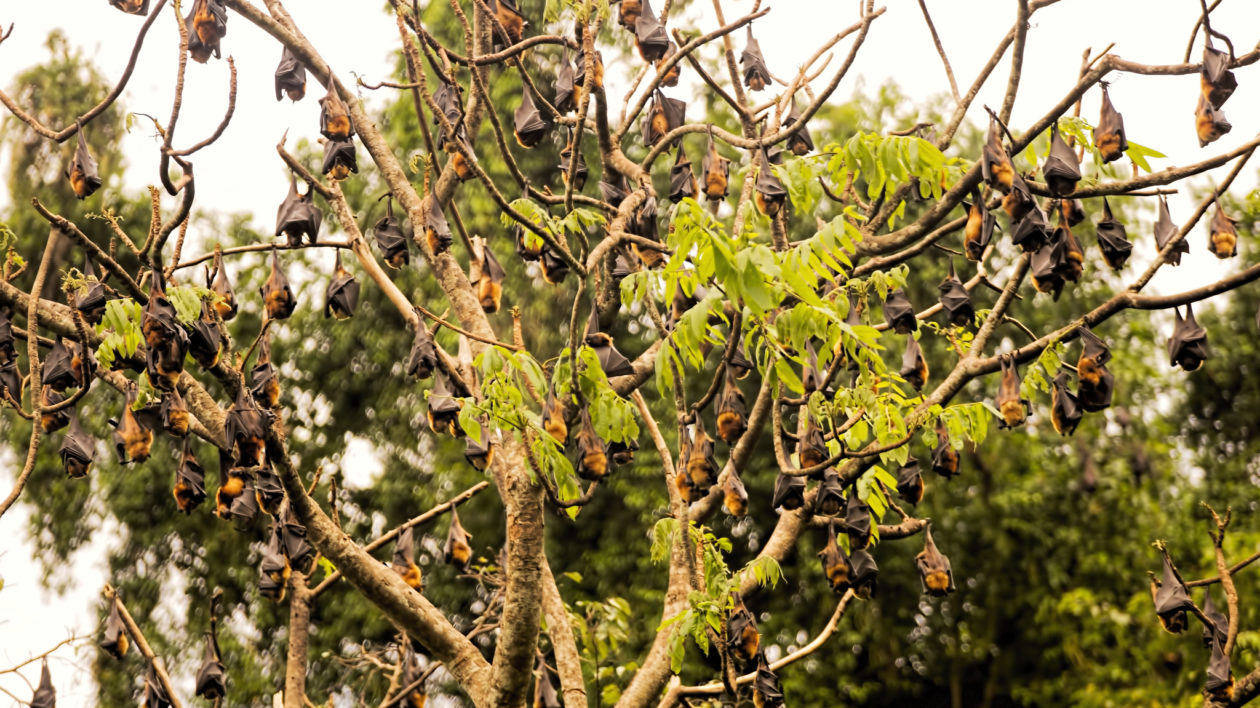 bats hanging from a tree