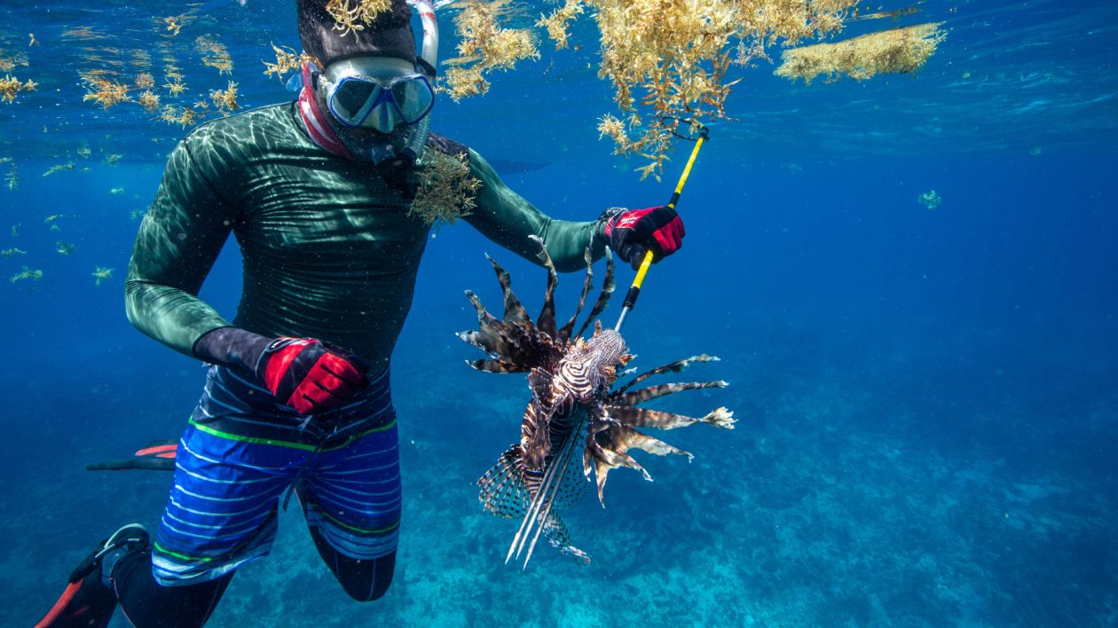 Fish Fence: Yard Décor Becomes Lionfish Control