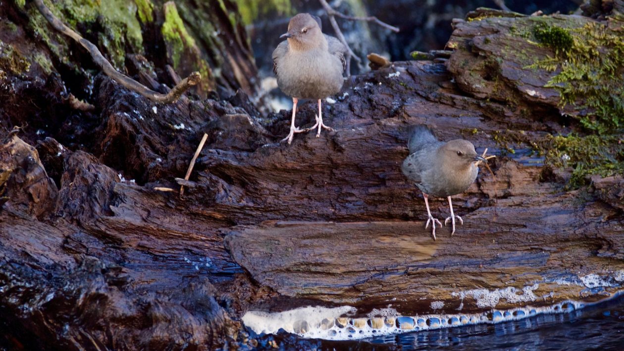 two small birds near a stream