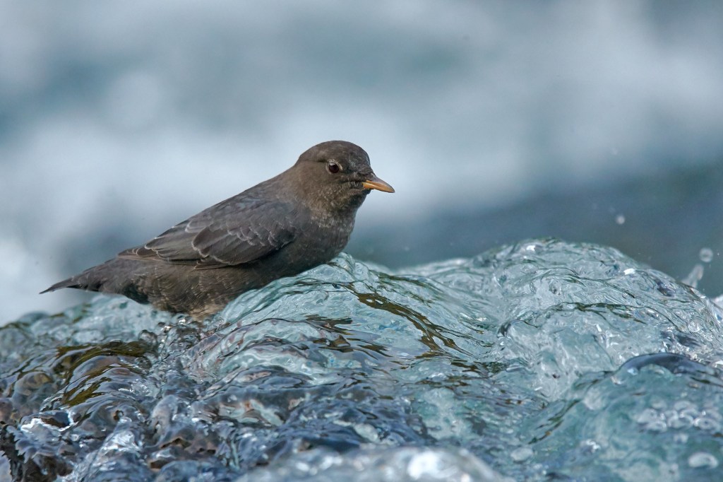 small songbird perched on a rock in the water