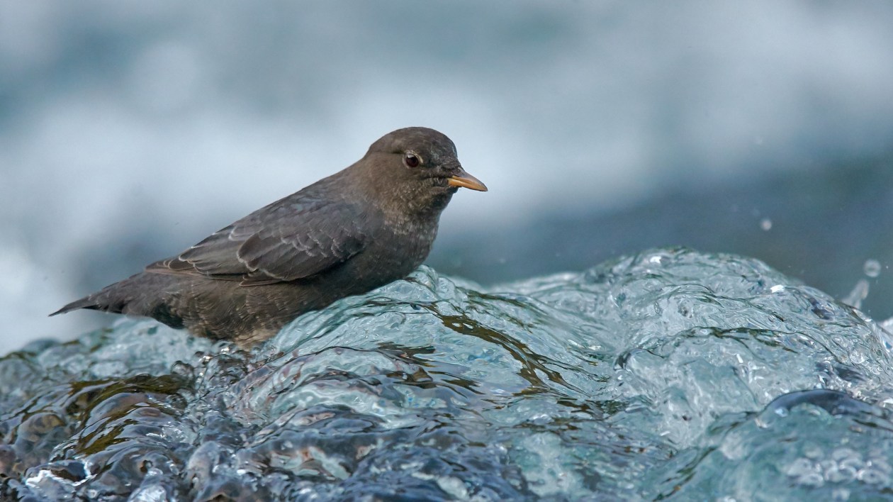 small songbird perched on a rock in the water
