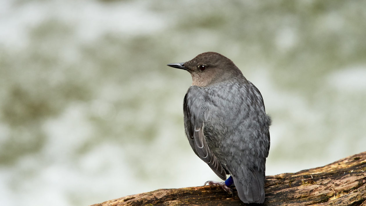 bird on a rock near the water