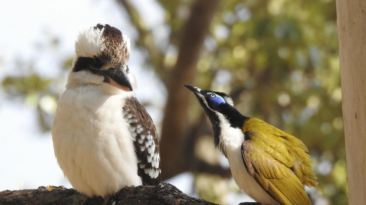 two birds on a branch one with a blue face