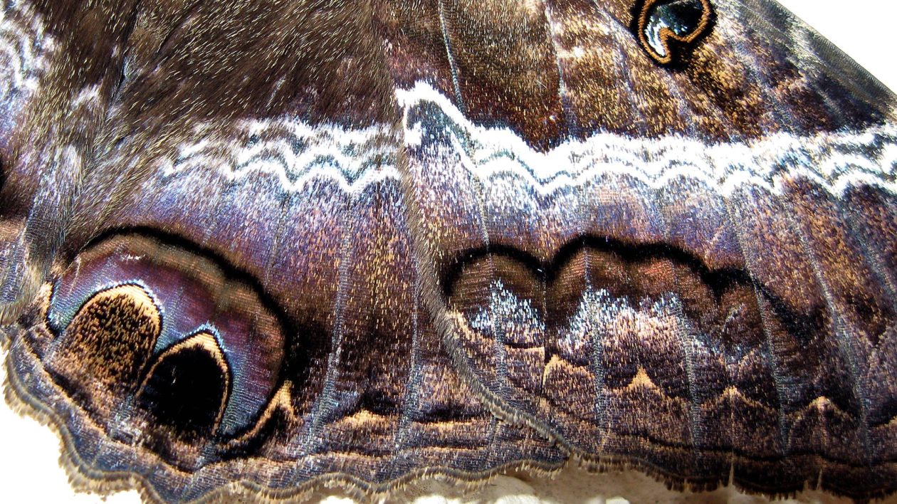 close of up moth coloration