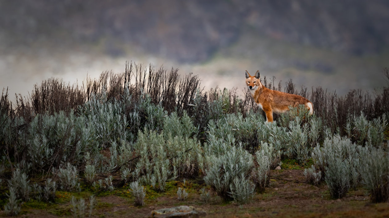 Reddish wolf-like animal amid vegetation