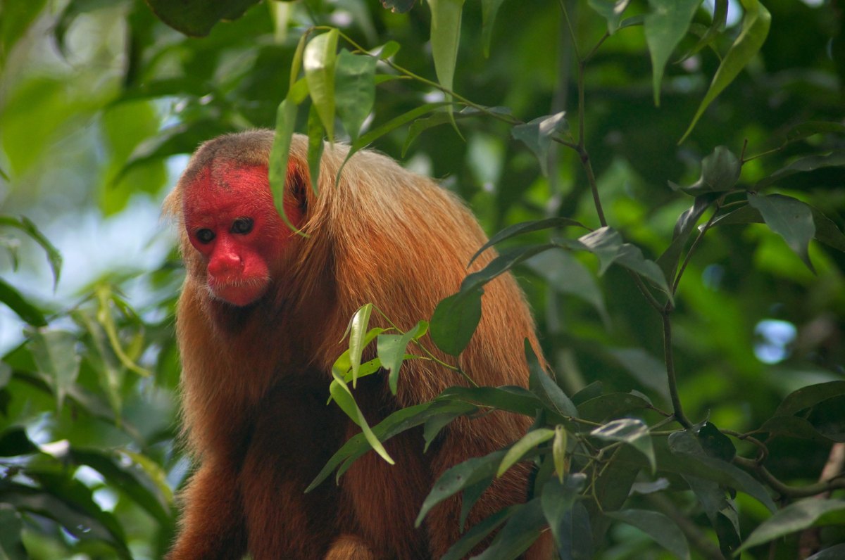 monkey with bald red head sitting in a tree