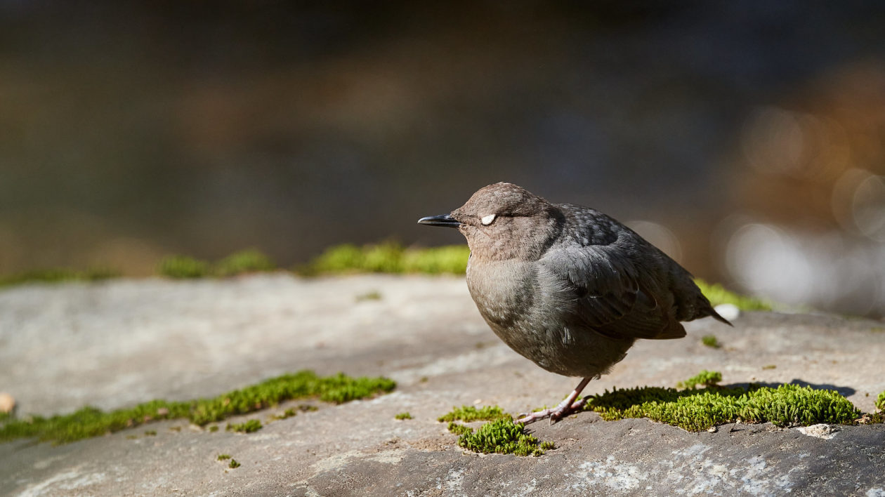 brown bird with white eyelid