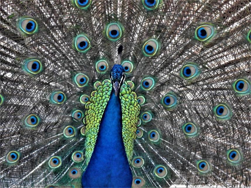 peacock with tail spread