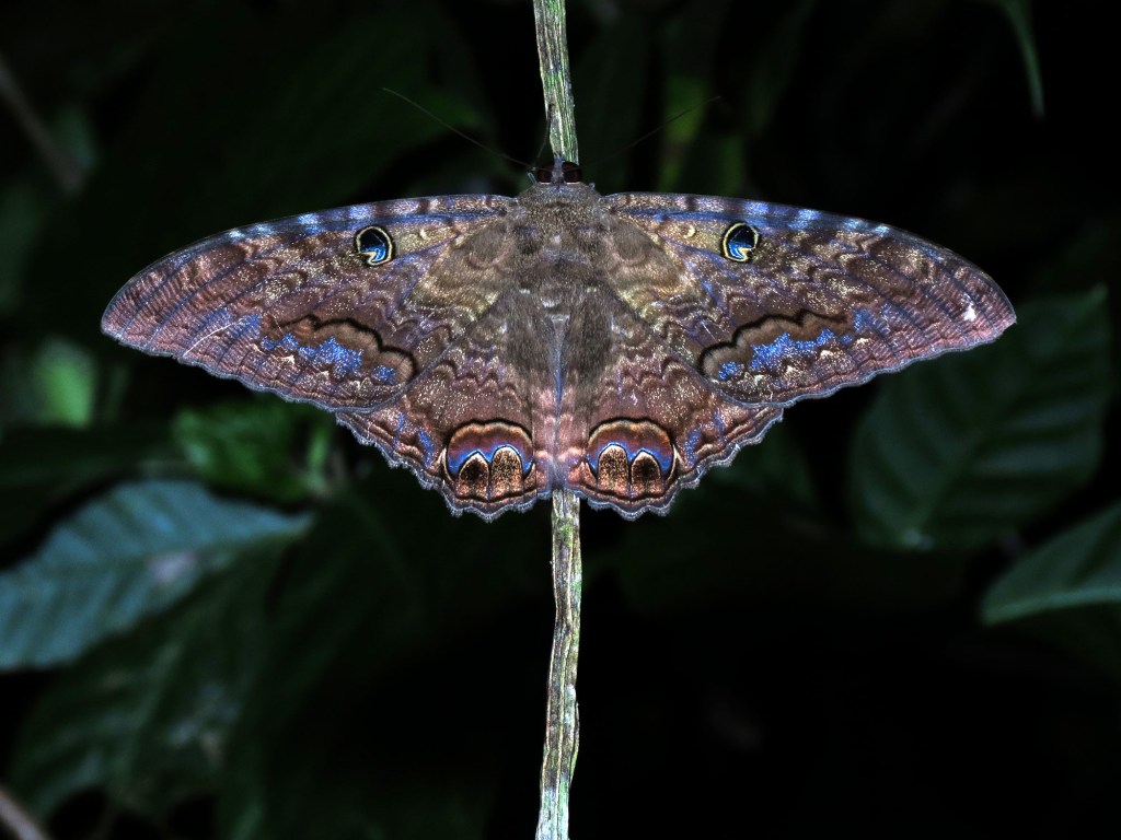 multicolored moth at night