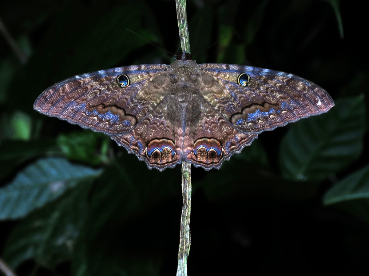 multicolored moth at night