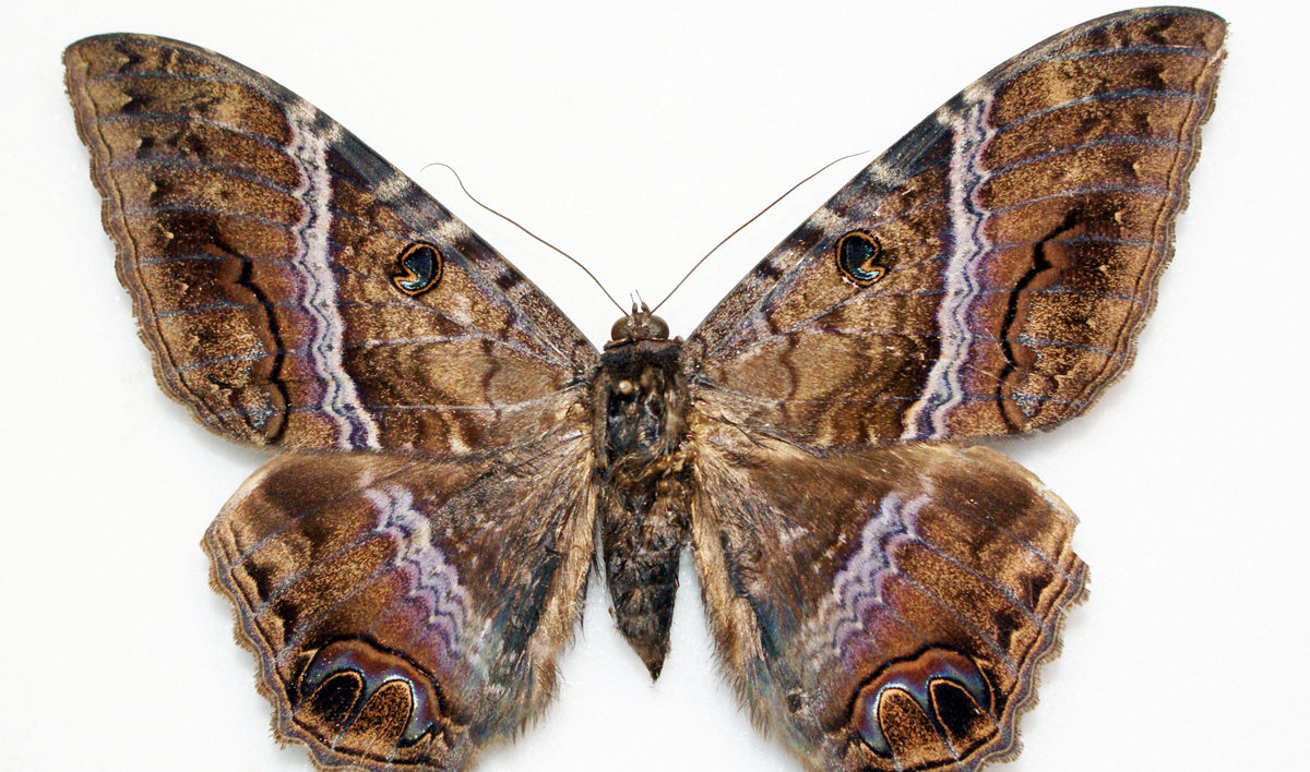 moth with wings outspread