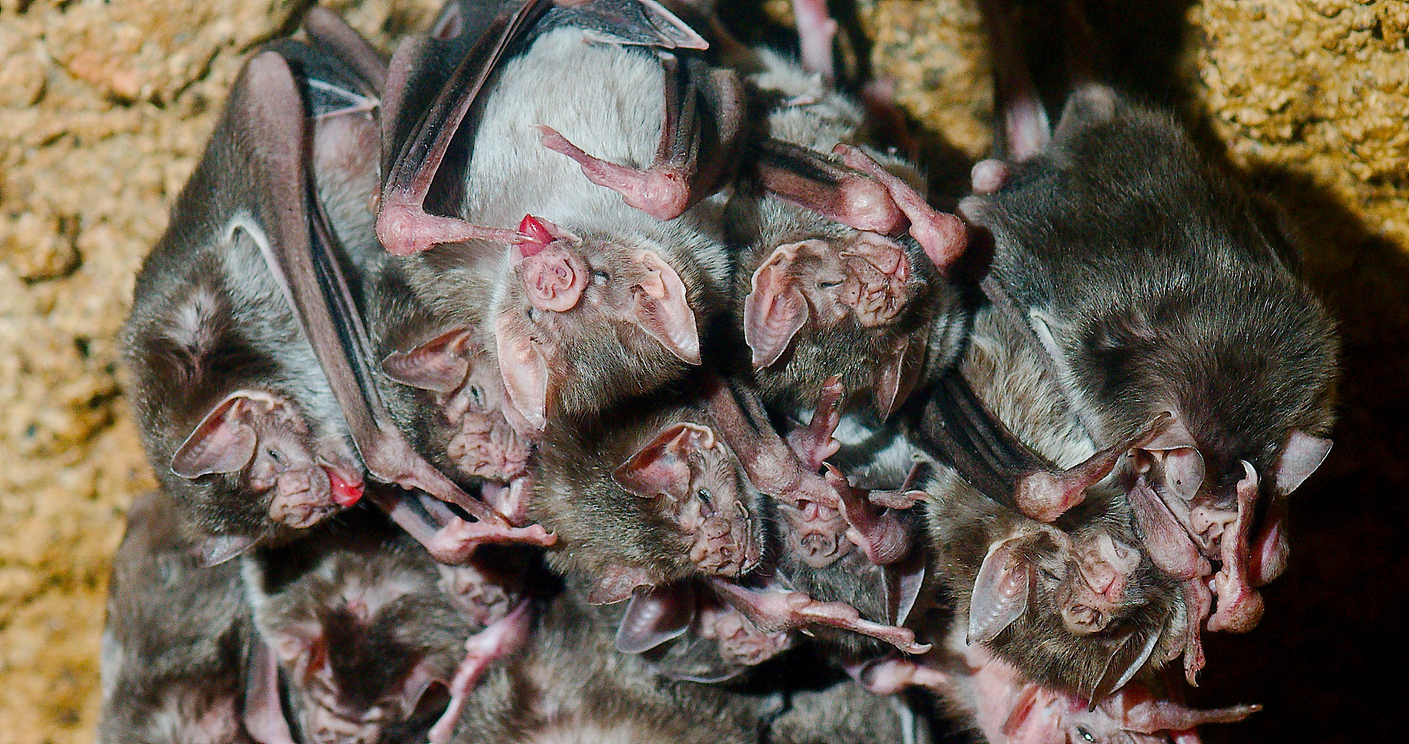 vampire bats in a cave
