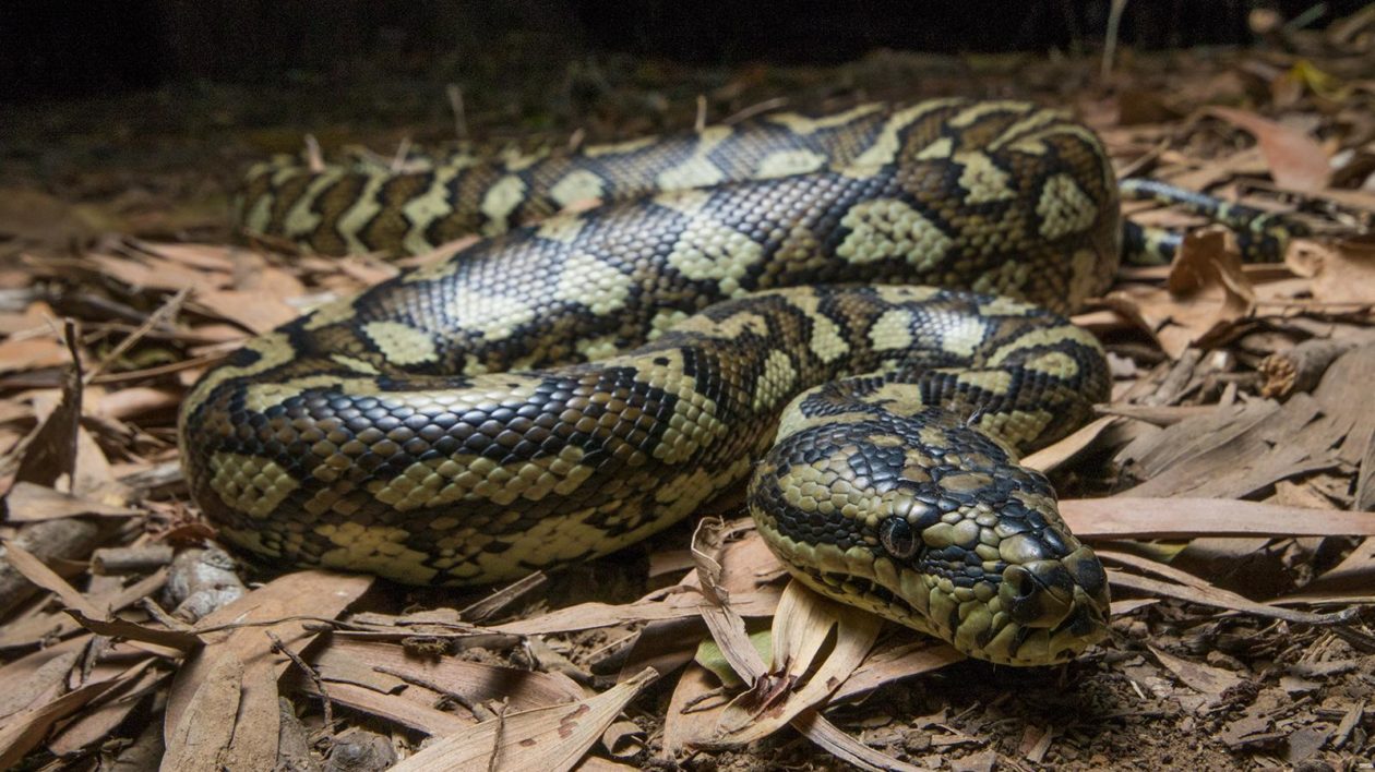 mottled snake on leaves with a dark background