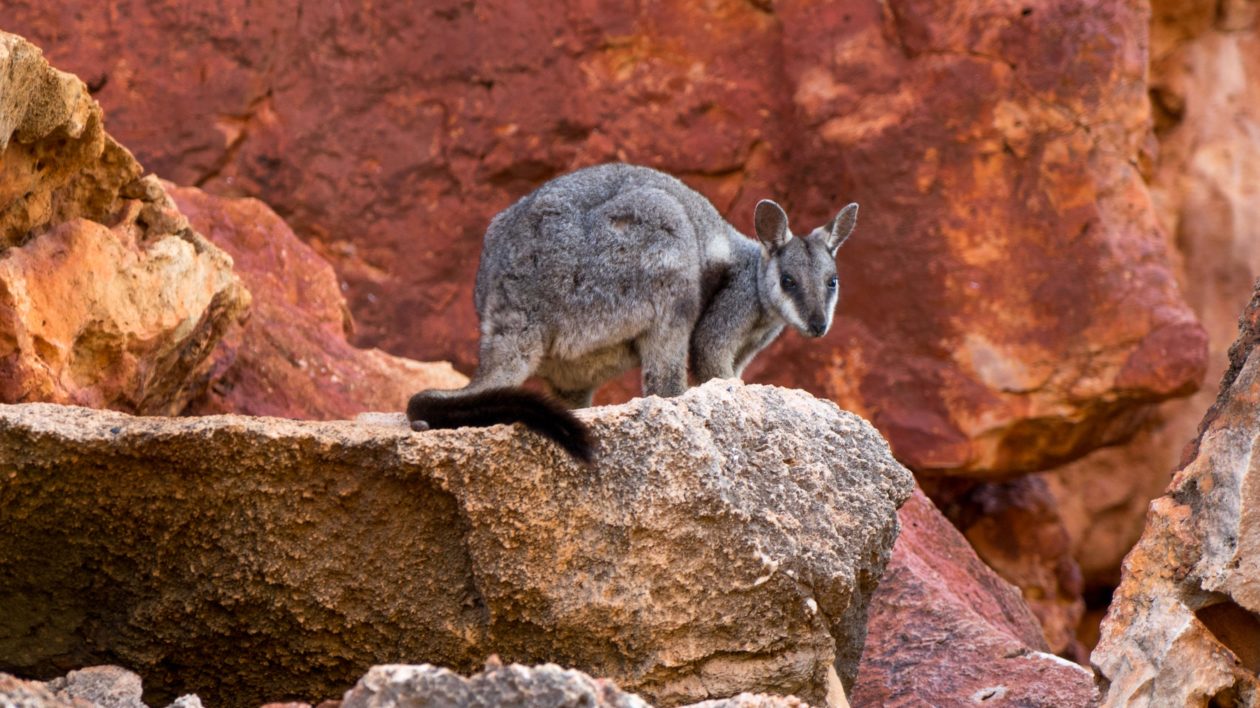 a small marsupial crouched on a rock