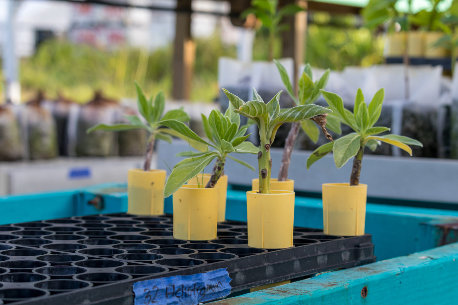 Small green plants growing in yellow cups to be used in the forest restoration. 