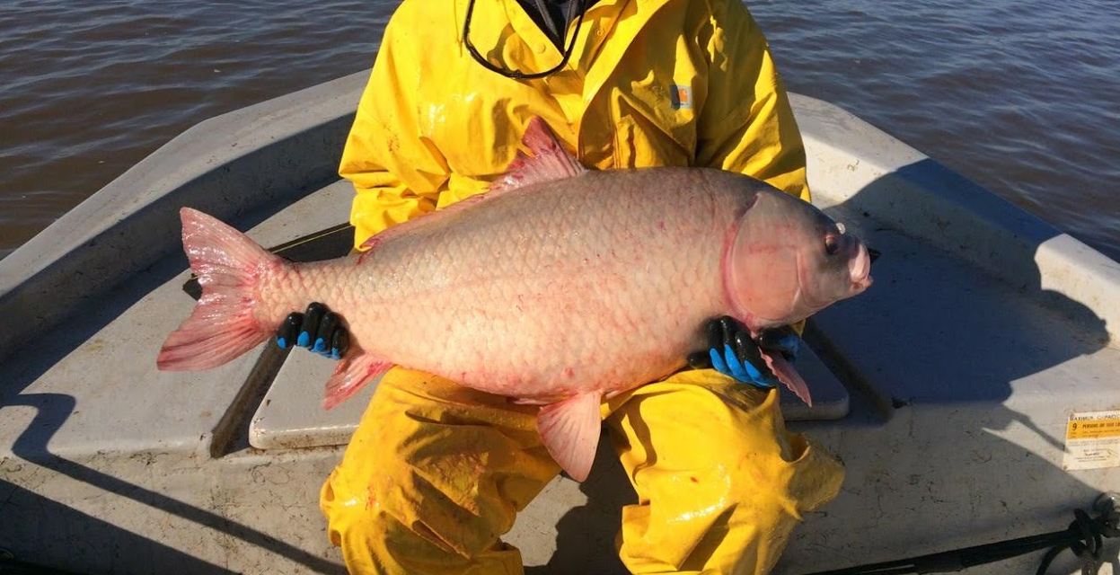 man in a yellow rain jacket holds a large fish