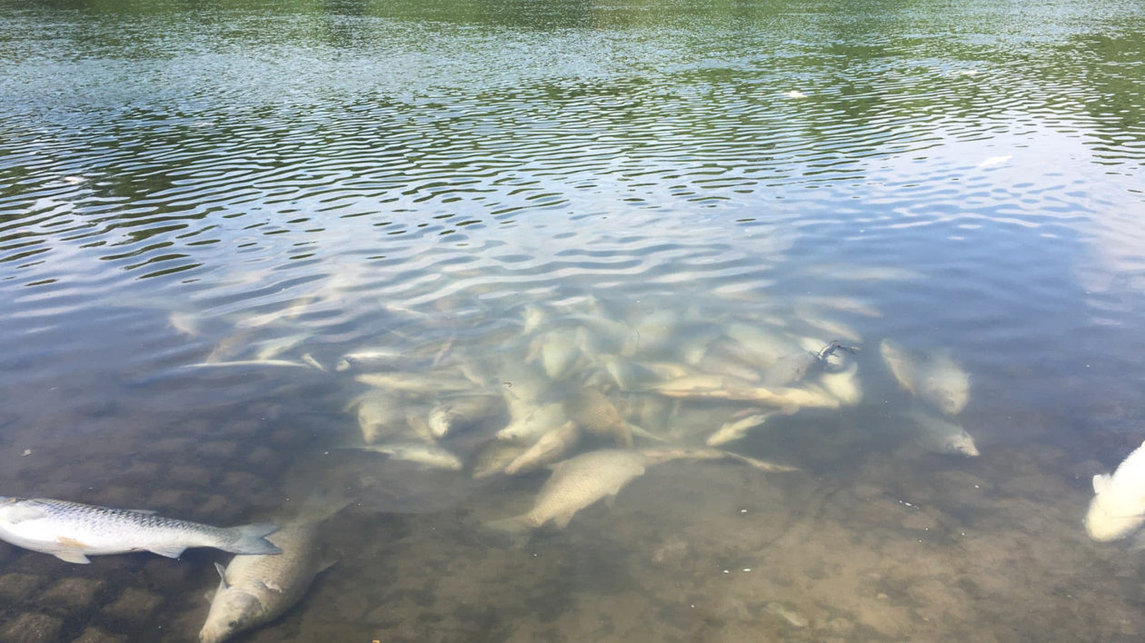 dead fish in the water near a dock