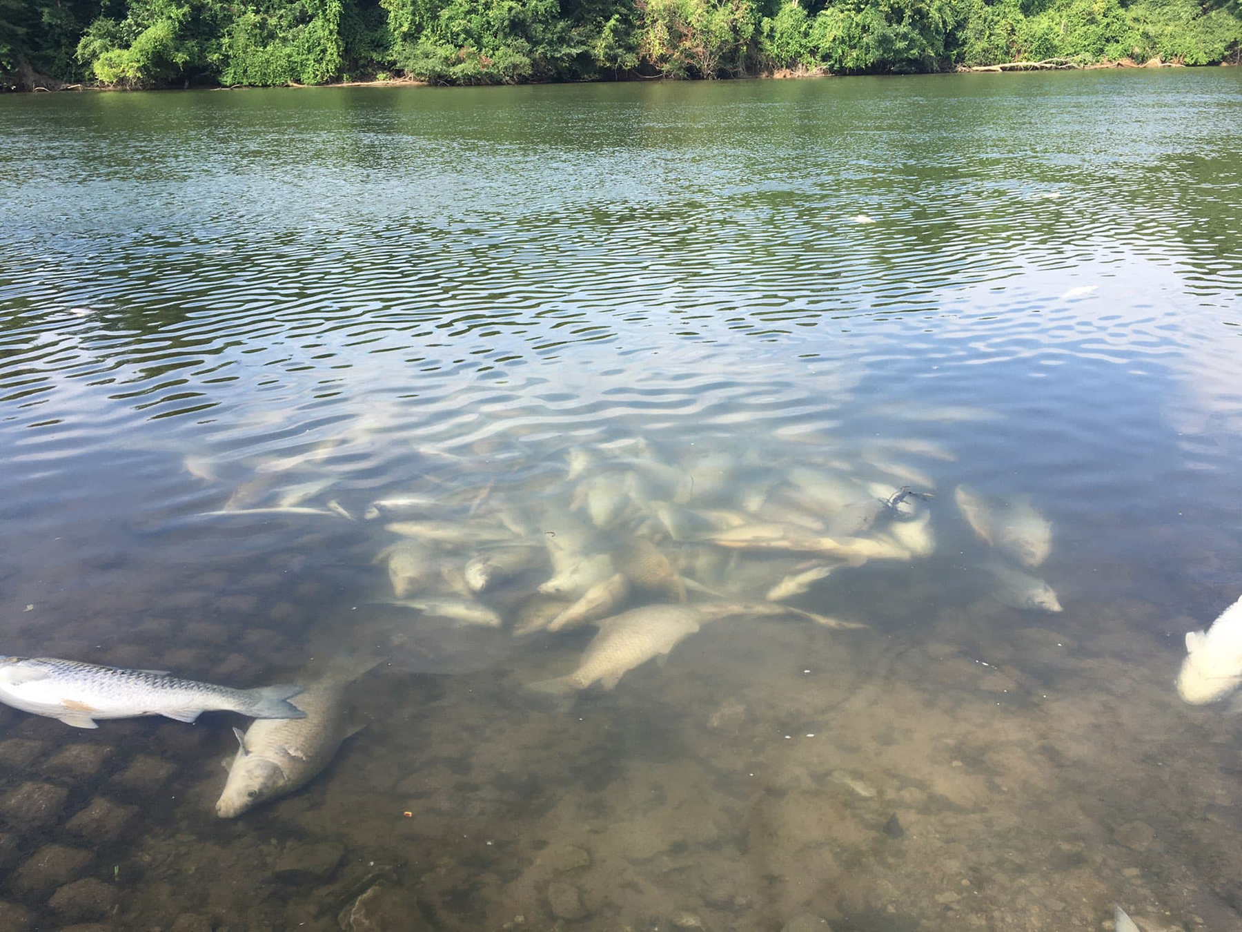 dead fish in the water near a dock