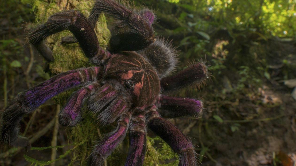 A black tarantula with purple accents crawls along a green forest floor.