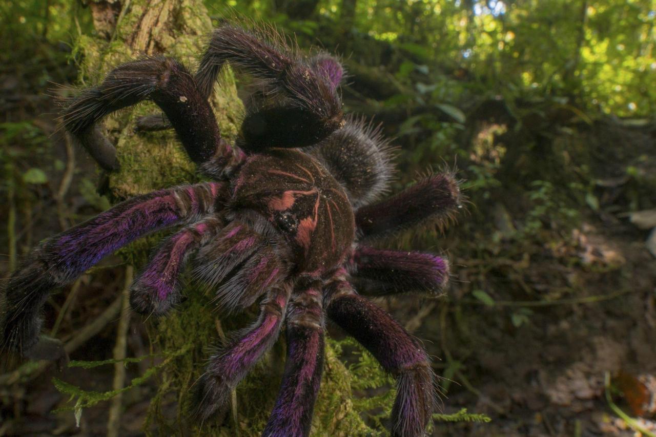 A black tarantula with purple accents crawls along a green forest floor.