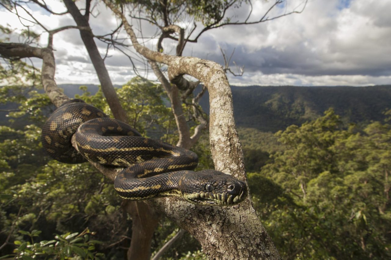 large snake on a tree branch