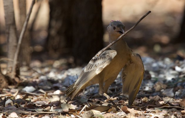 brown bird with a stick in its beak