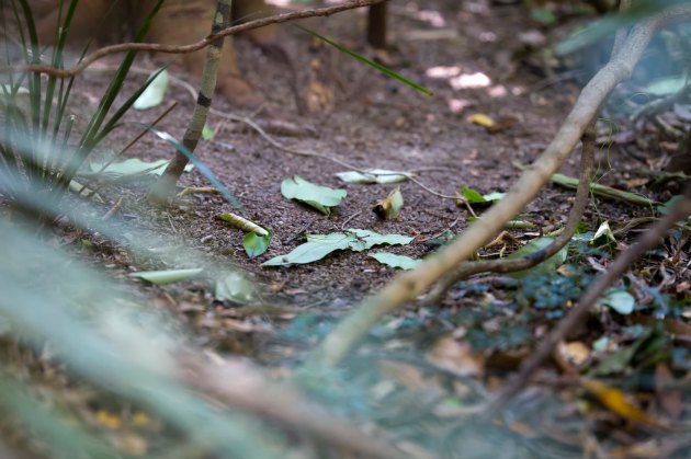 a cleared patch of ground with. pale leaves