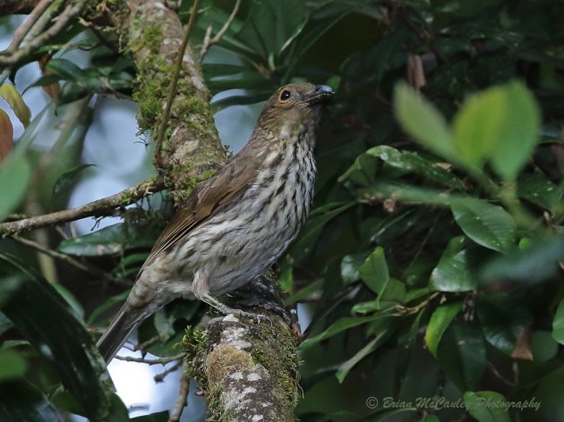 a brown, streaked bird in a tree