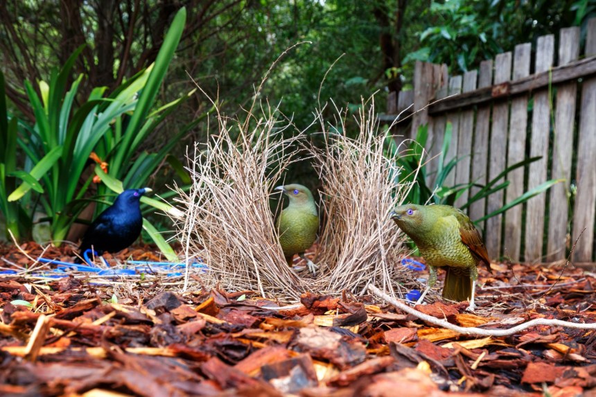two green birds around a stick bower while a dark birds looks on