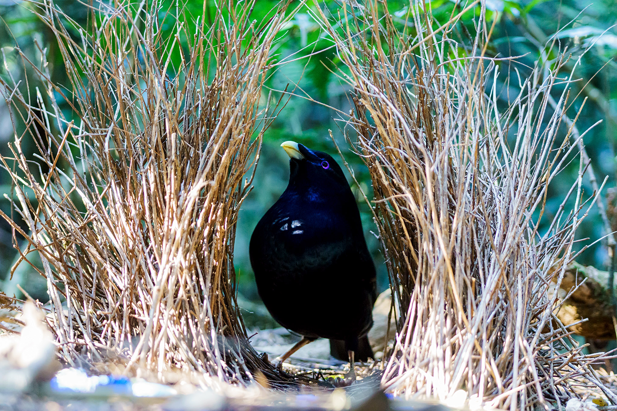 dark bird with blue objects on the ground
