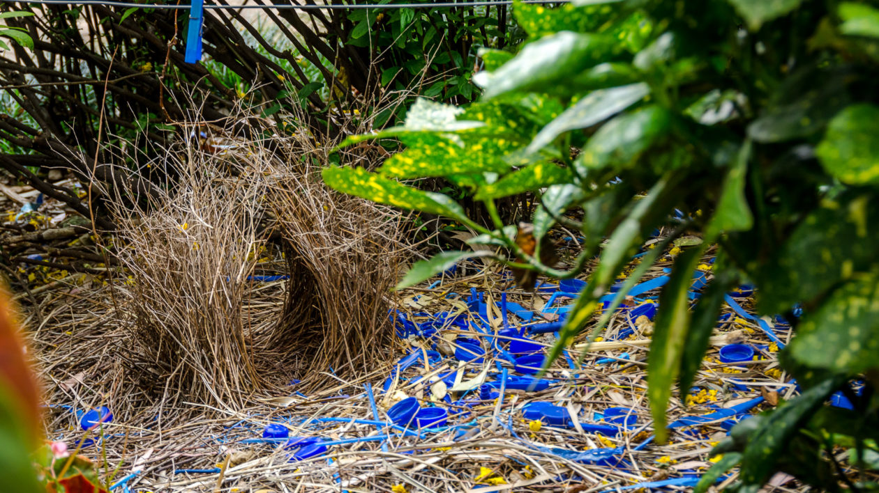 Bowerbirds: Meet the Bird World's Kleptomaniac Love Architects