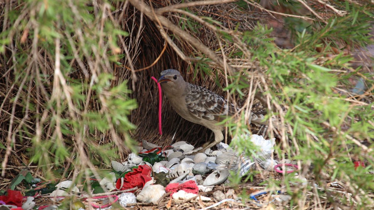 bower with white and red objects