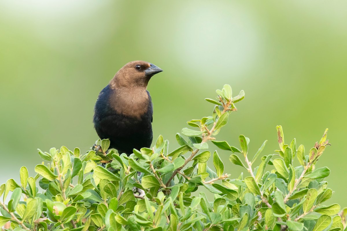 brown and black bird on a green bush
