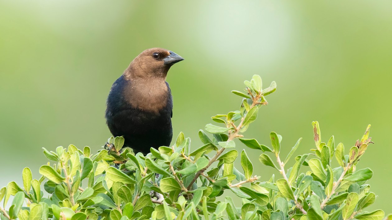 brown and black bird on a green bush