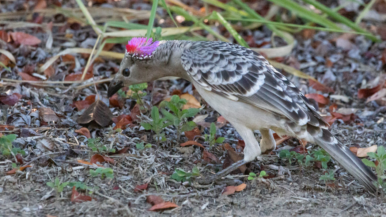 brown bird displaying pink head crest